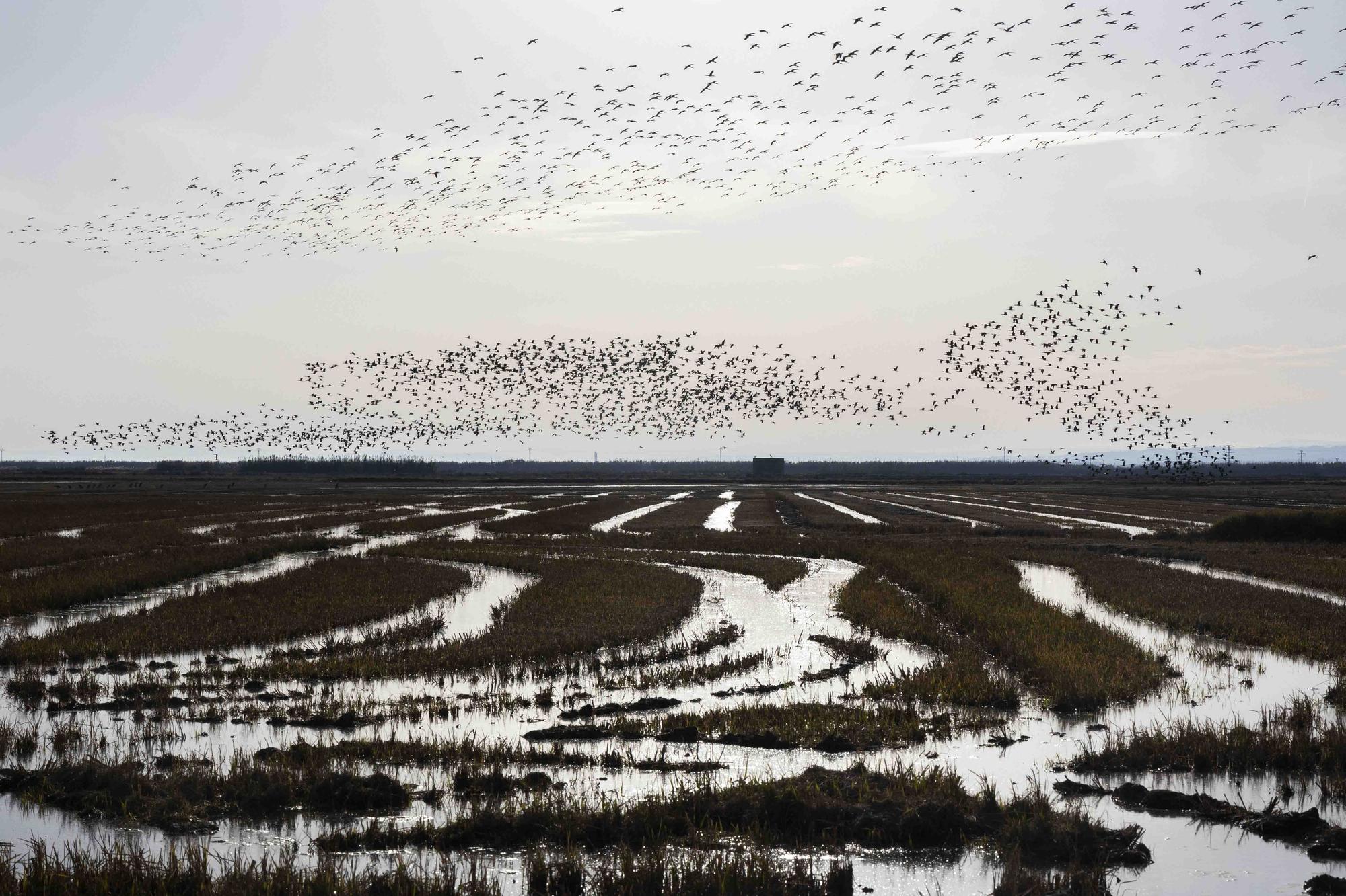 El picatort toma l'Albufera