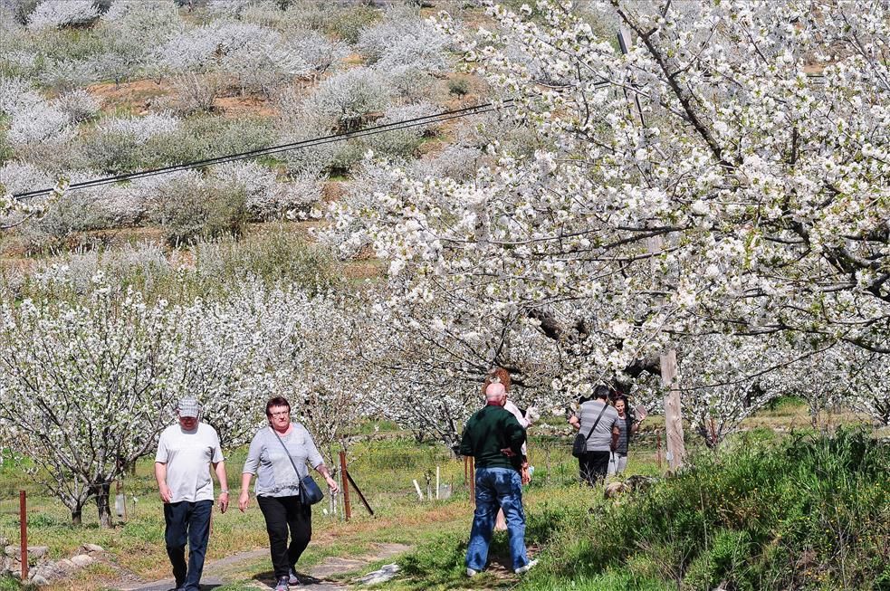 La eclosión del cerezo en flor