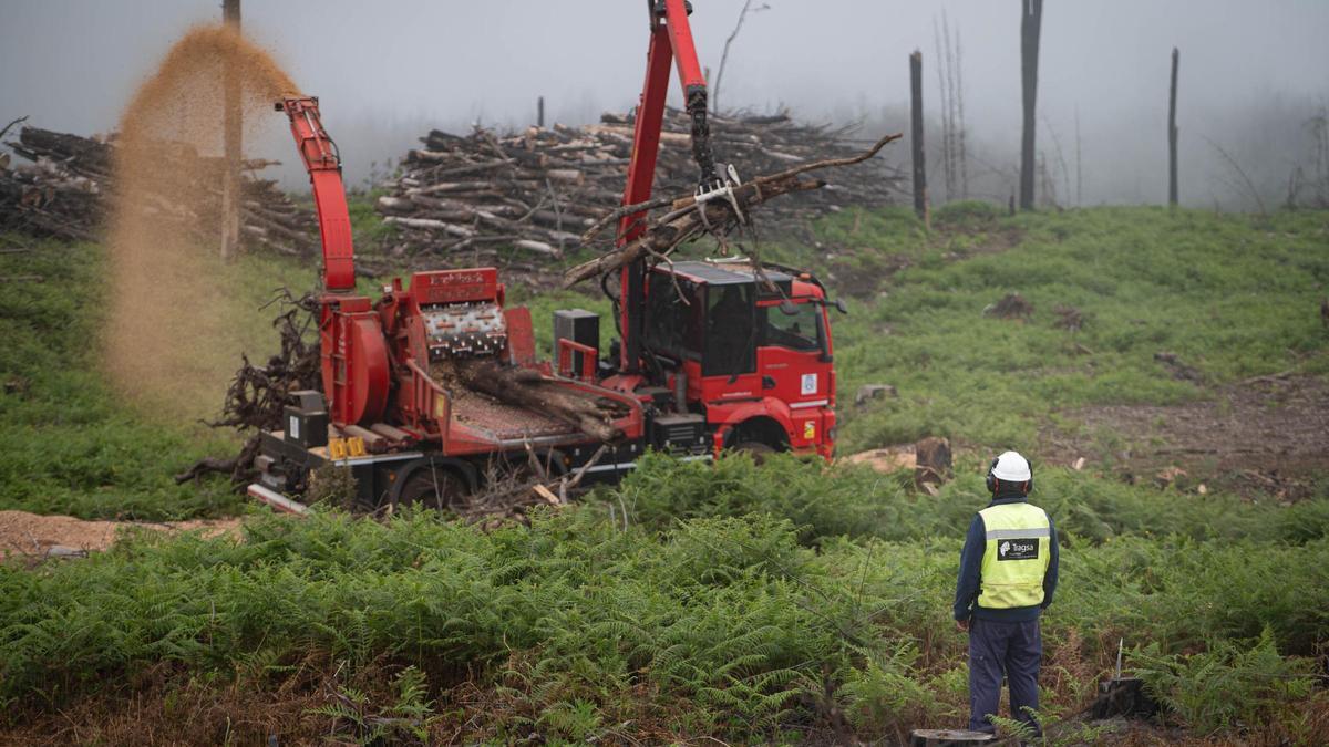 Una máquina reduce a astillas la madera del incendio forestal de 2023 en las medianías de Tenerife