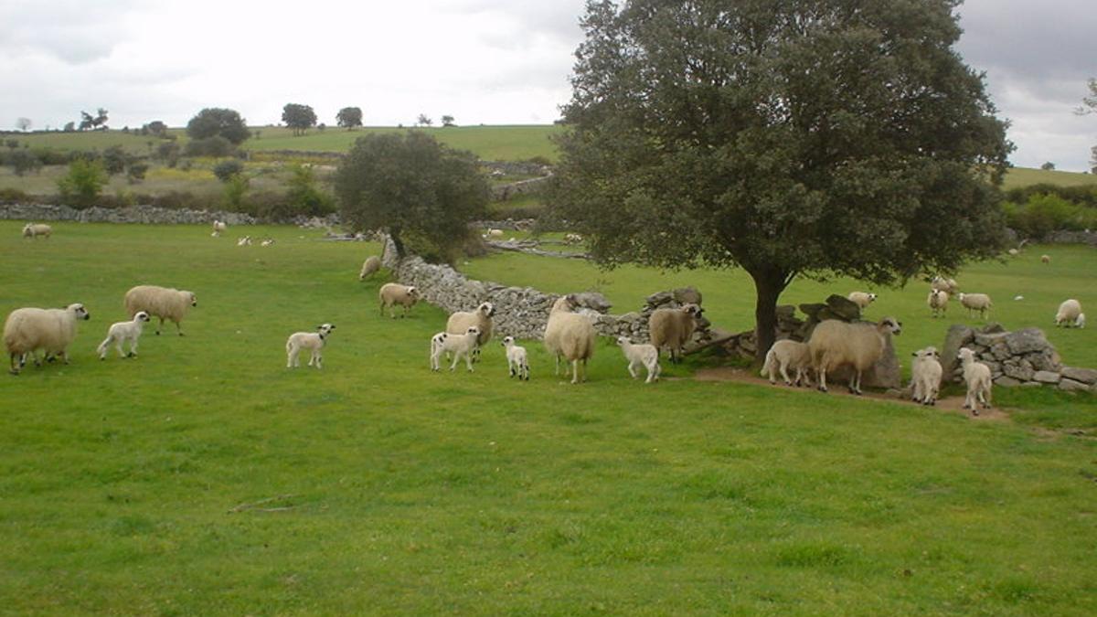 Una ganadería de ovejas en Sayago