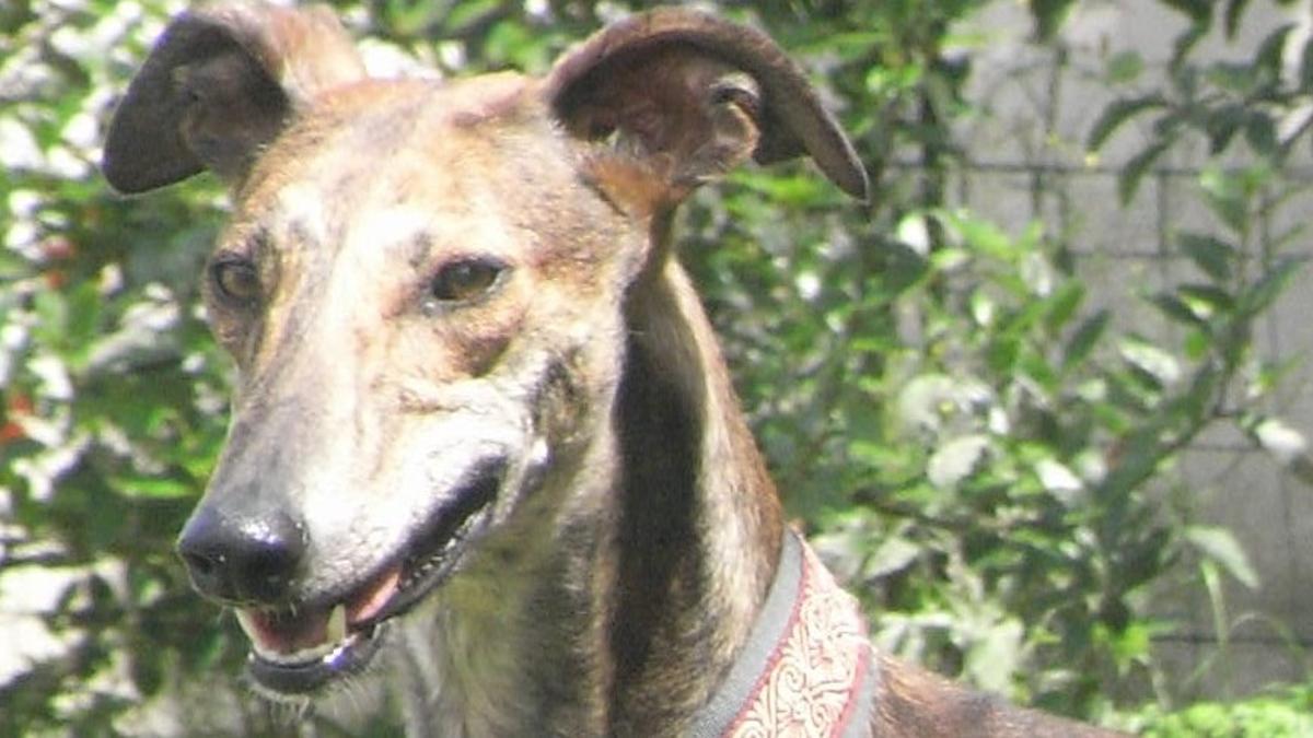 Un galgo español.