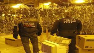 Los Mossos y la policía local de Olesa de Montserrat desmantelan una plantación de marihuana