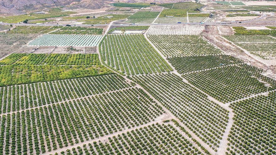 Orihuela tramita los permisos de quema de podas agrícolas a más de 500 metros de terreno forestal