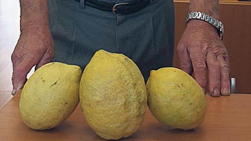 tres ejemplares de limones gigantes.