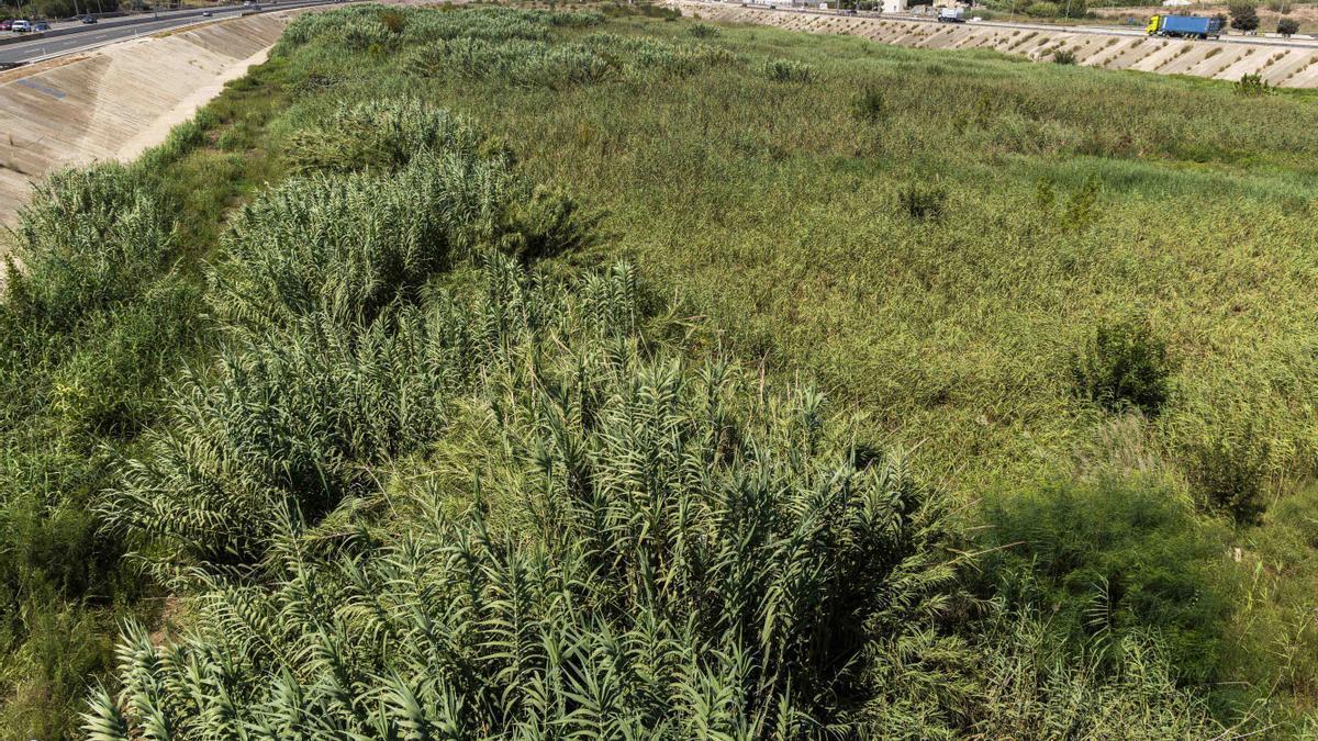 El nuevo cauce del río Turia rebosante de vegetación