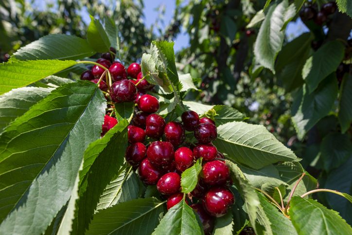 Exquisitas cerezas en la merindad de Olite.