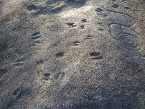 Petroglifos en Galicia: Arte sobre piedra en Campo Lameiro