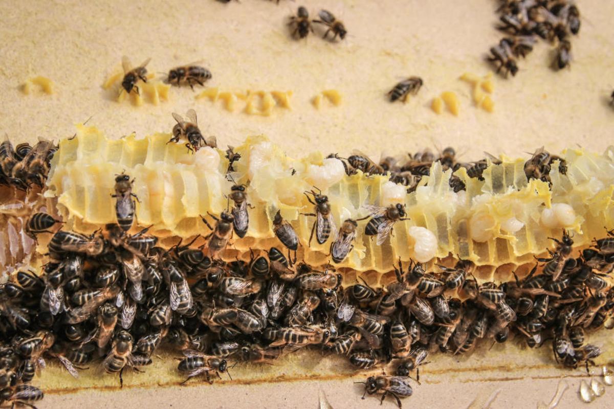 La fumigación contra la Xylella acaba con el 30% de los panales de abejas de la provincia de Alicante.