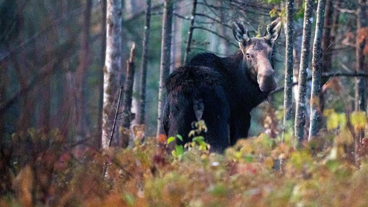 Las crías de alce en Maine, en peligro por las garrapatas y el cambio climático