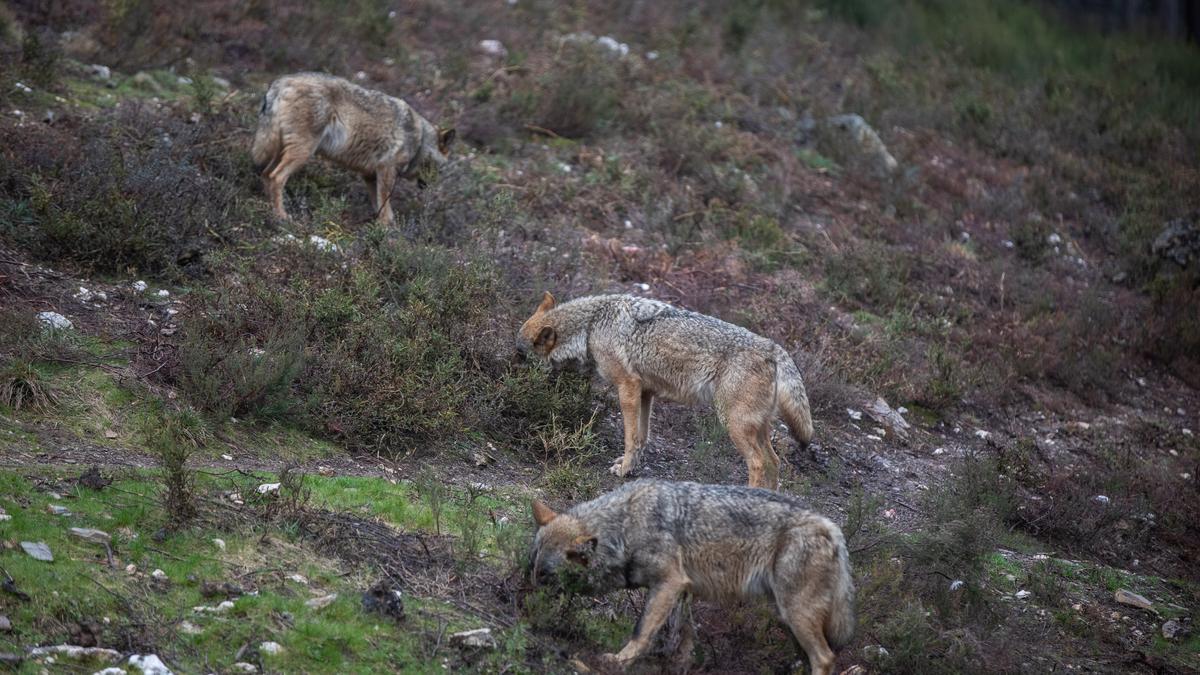Lobos en semicautividad en el Centro del Lobo en Sanabria