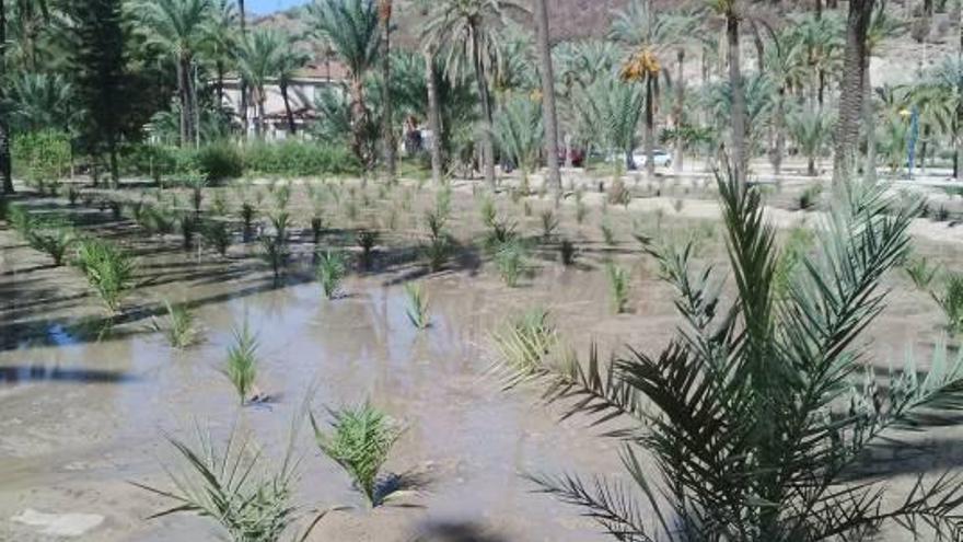 Orihuela comienza a recuperar El Palmeral con 700 ejemplares cultivados en los viveros