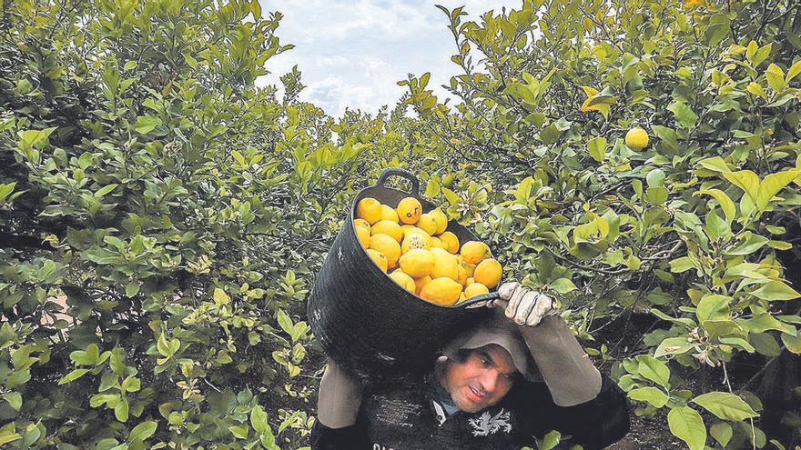 Imagen de la recolección de limones en la huerta y campo de la Vega Baja, principal zona productora de España..