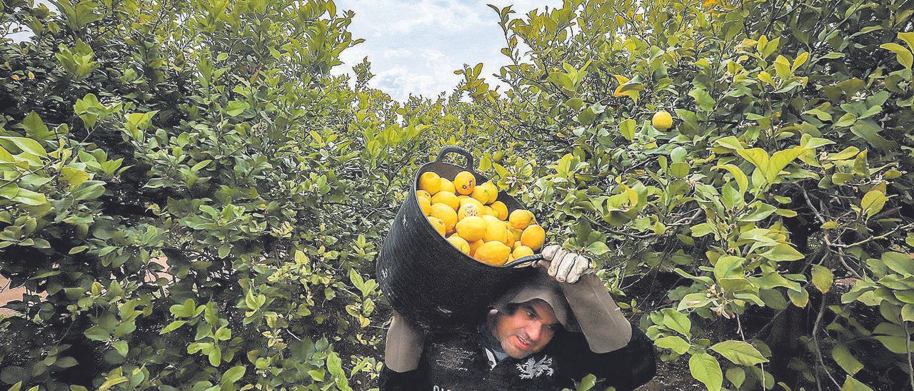 Imagen de la recolección de limones en la huerta y campo de la Vega Baja, principal zona productora de España..