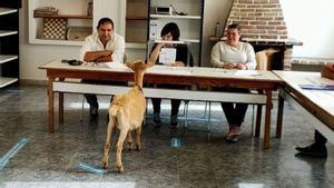 Una cabra es cola fins a dues vegades en un col·legi electoral de Pontevedra