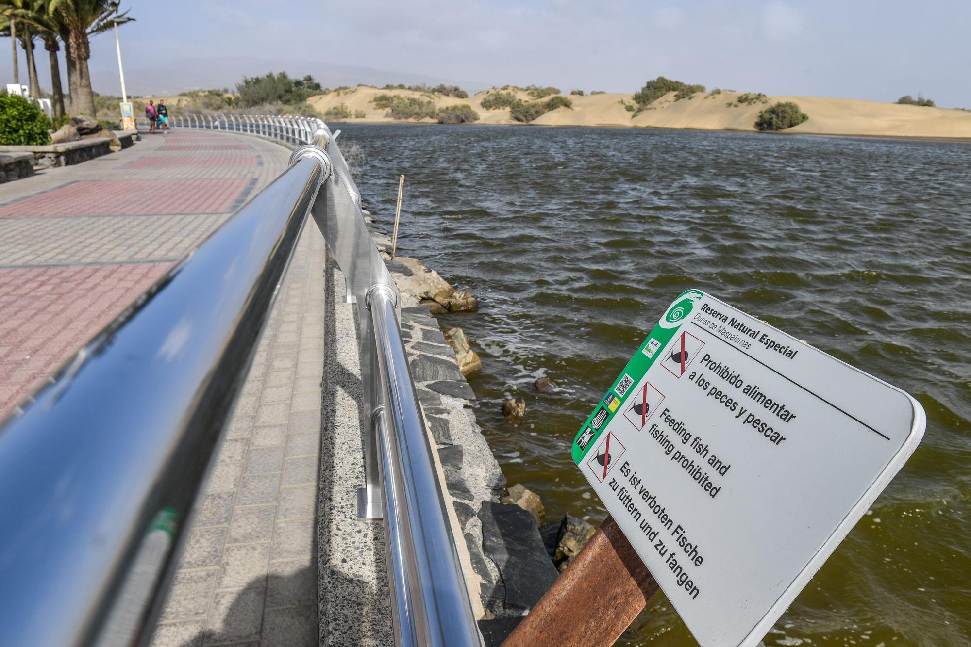 Avistamiento de fauna en la charca de Maspalomas