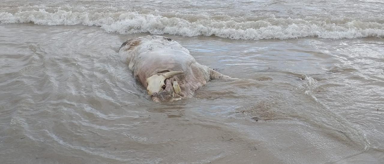 La vaca en la orilla de la playa de Muchavista