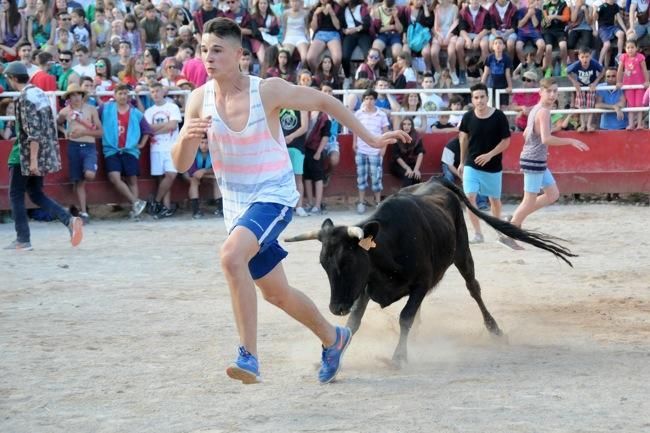 Les vaquetes de la festa major de Santpedor