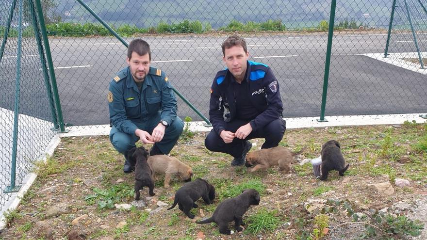 Investigados en Candamo por abandonar una camada de nueve cachorros en una zona forestal junto al Nalón