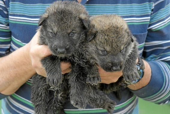 Guillermo Novoa züchtet in Inca im Inselinnern von Mallorca Iberische Wolfshunde. Es ist eine Rasse, die es zuvor nicht gab. Seine Hündin hat gerade zehn Welpen geworfen.