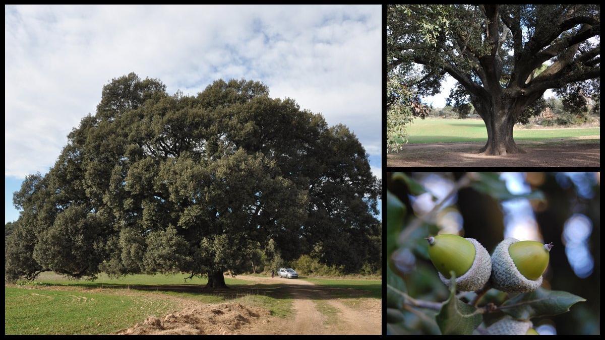 encina alzina colls casserres quercus ilex