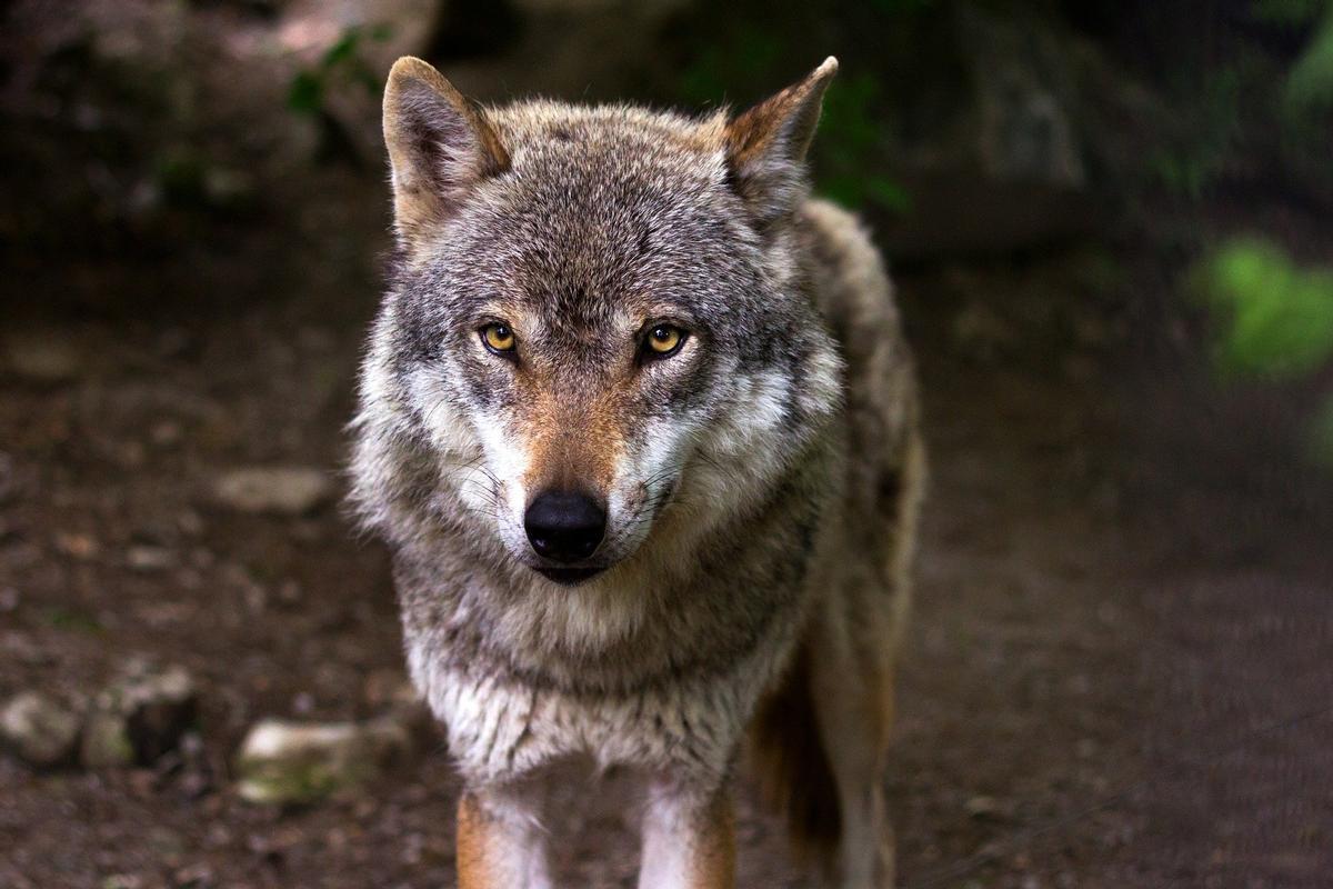 Lobo ibérico.