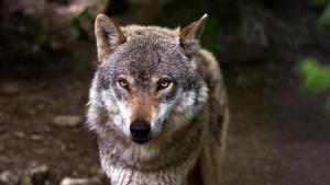 Lobo ibérico.