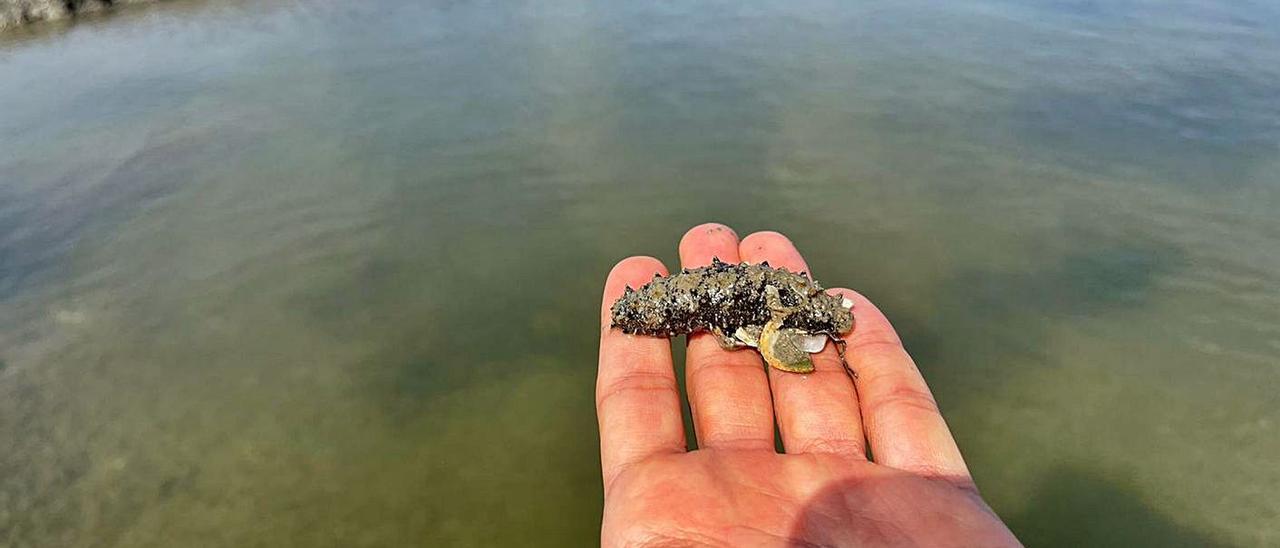 Un ejemplar de Holothuria Arguinensis en la explotación acuícola de la empresa Guatizamar.