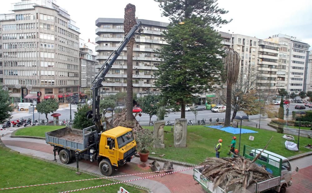 El picudo rojo continúa haciendo estragos en Vigo