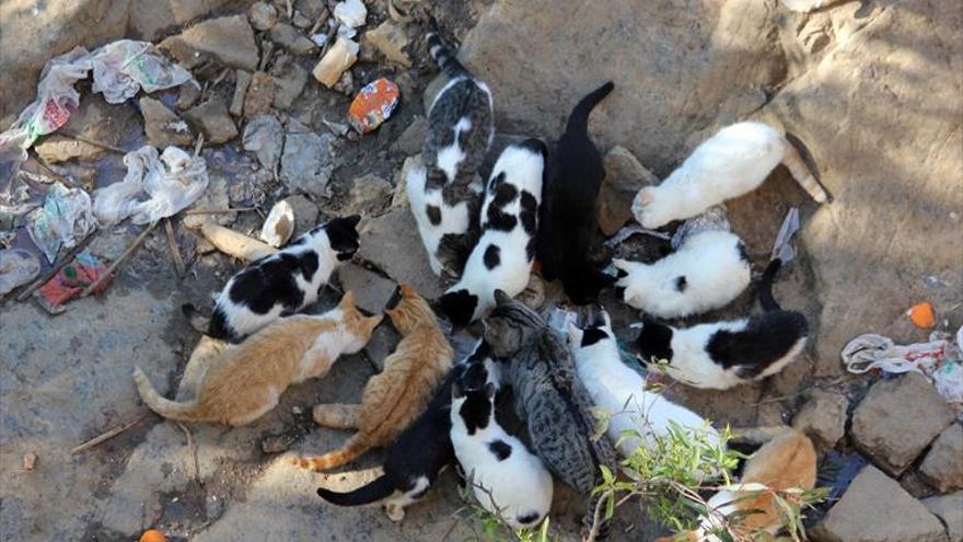 Un proyecto piloto prevé controlar las colonias de gatos callejeros