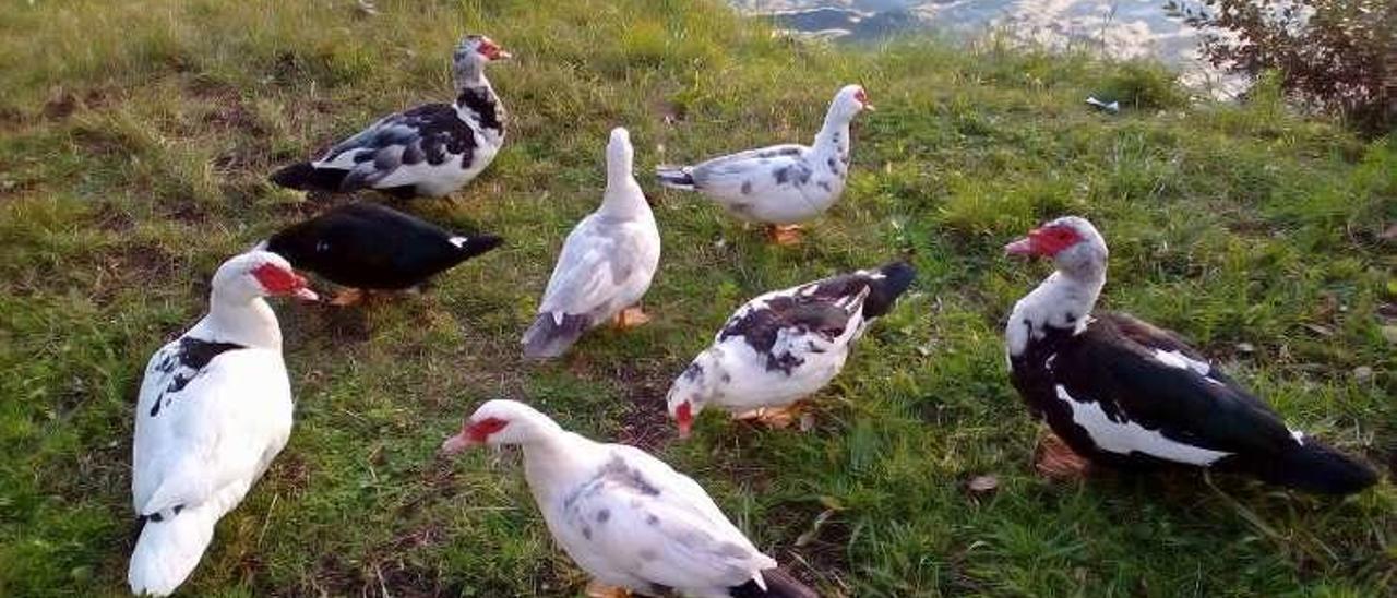 El grupo de patos criollos en la orilla de la ría.