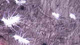 Descubren vida sin sol, vida sin límites, en los confines del océano