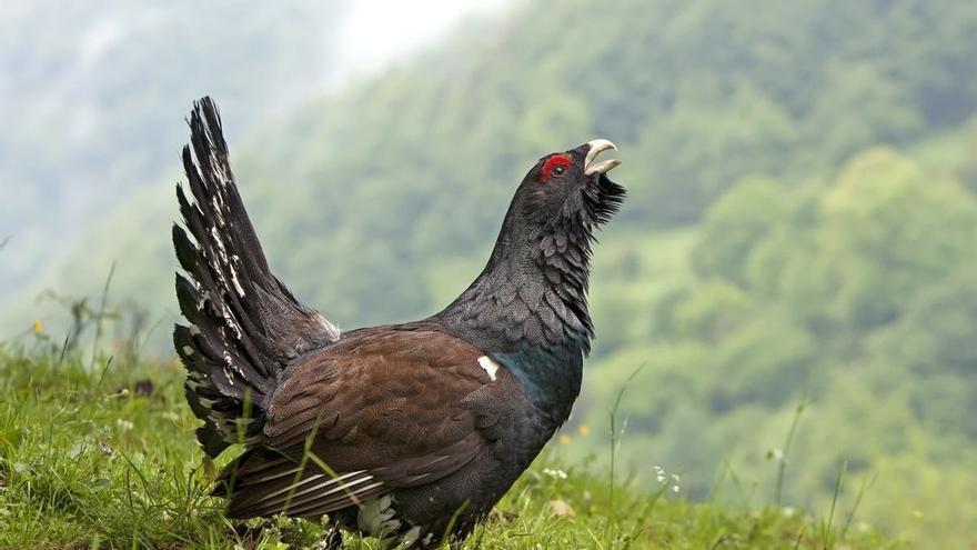 Sueltan 30 urogallos en la Cordillera Cantábrica, tras invertir 5 millones de euros, y los zorros, las aves rapaces y las martas se comen 29