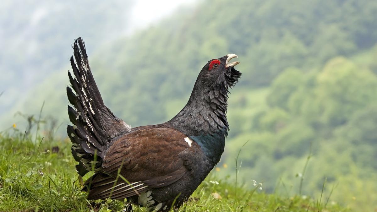 Ejemplar de urogallo cantábrico