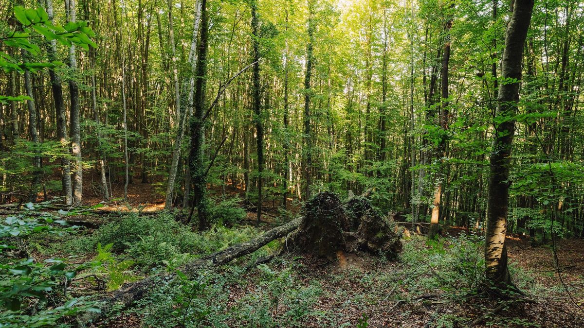 Uno de los bosques europeos analizados en este estudio.