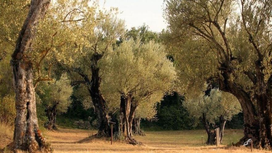 El bosque de los olivos centenarios de Buera es uno de los enclaves protegidos en el Somontano.