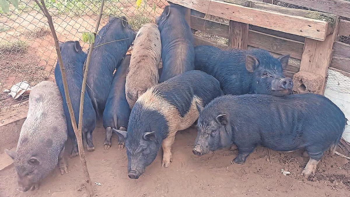 Imagen de archivo de varios cerdos vietnamitas capturados por el Ayuntamiento de Castelló.