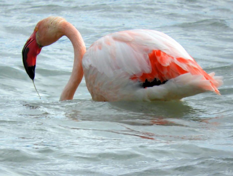 Ocell. Bella imatge d’un flamenc. És un ocell d’una mida gran que viu en zones aquàtiques, com estanys i aiguamolls litorals.