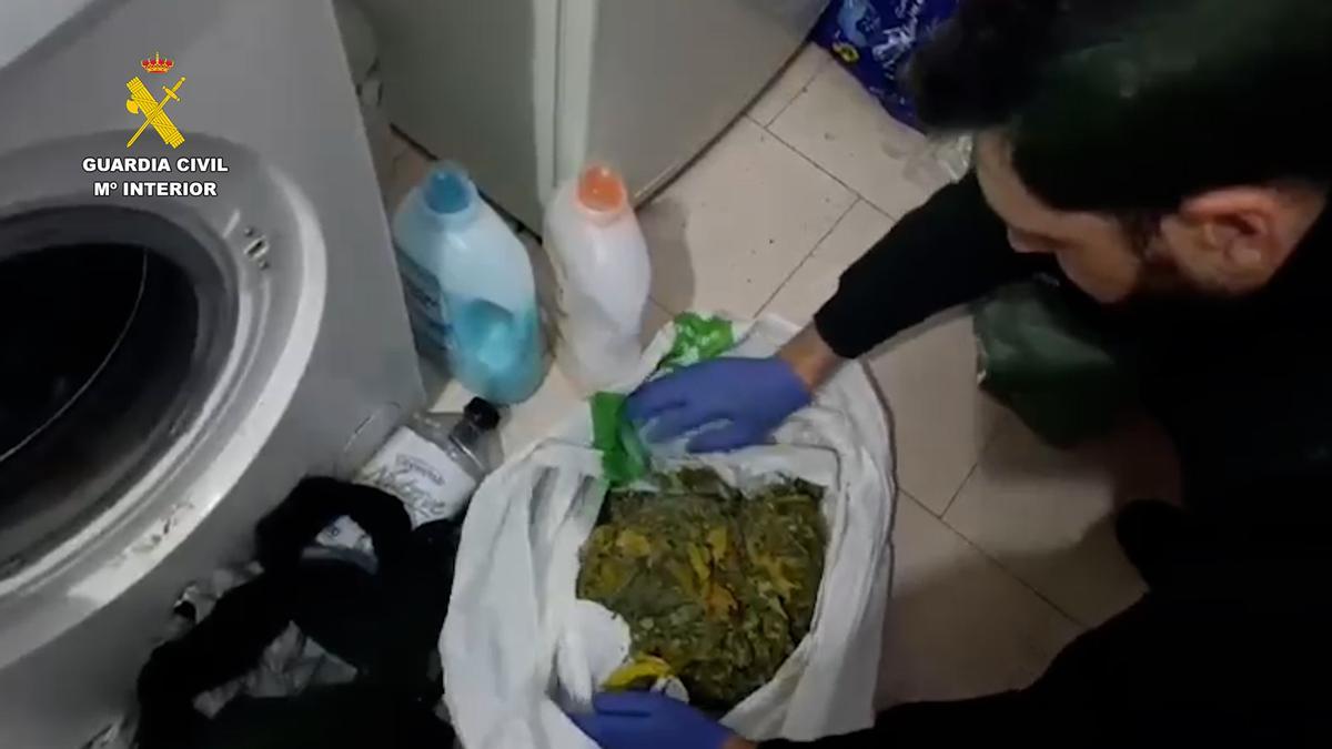 La Guardia Civil desmantela una plantación de marihuana en La Carlota