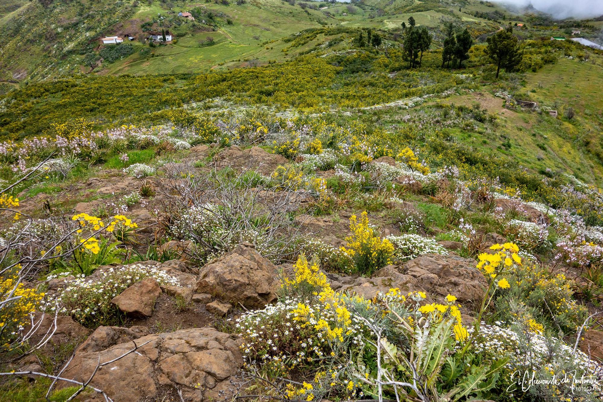 Ruta entre los Llanos de Ana López y Degollada Becerra, en Gran Canaria