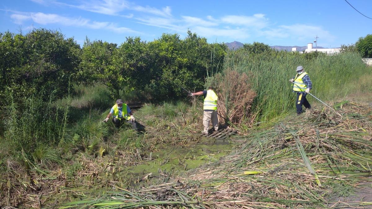 Nules emplea a 96 parados del sector agrario este verano