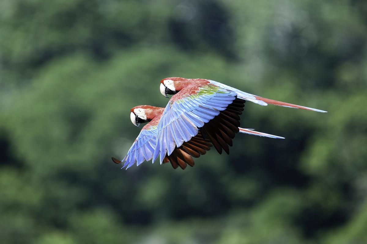 Pareja de guacamayos sobrevolando el Parque Nacional Madidi