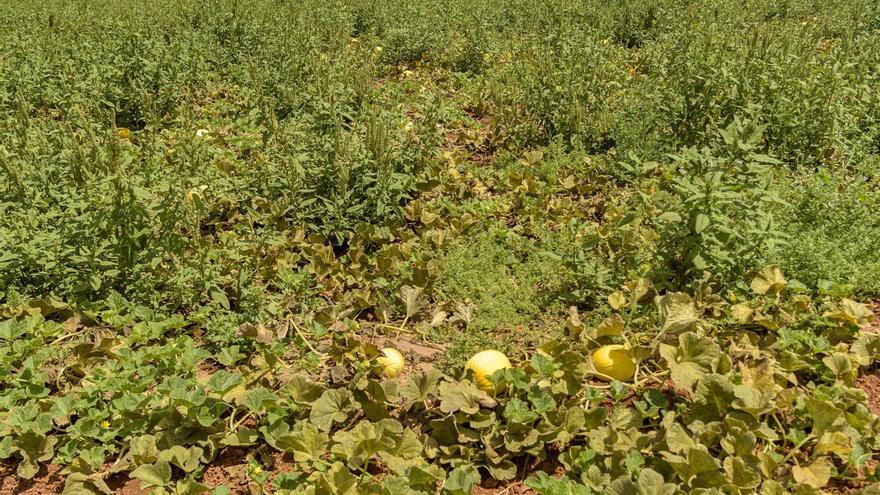 El estrés por la falta de agua y las olas de calor asfixian al campo murciano