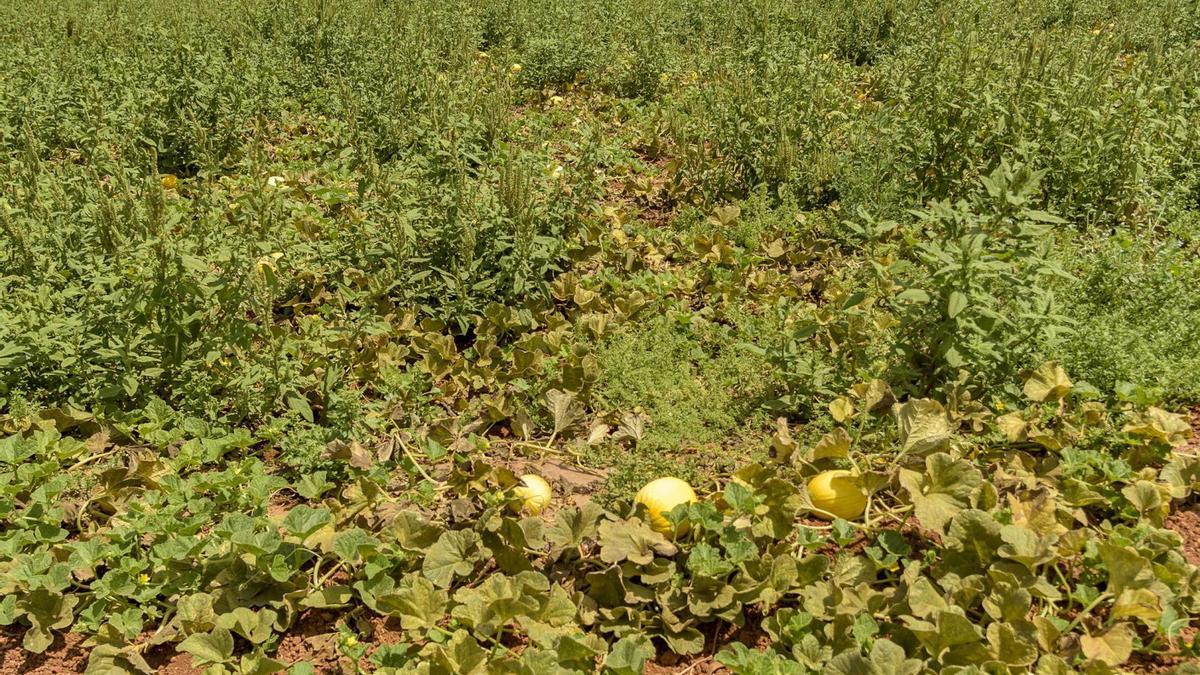 Tierras de cultivo de melo
nes en el Campo de 
Cartagena.  iván urquízar