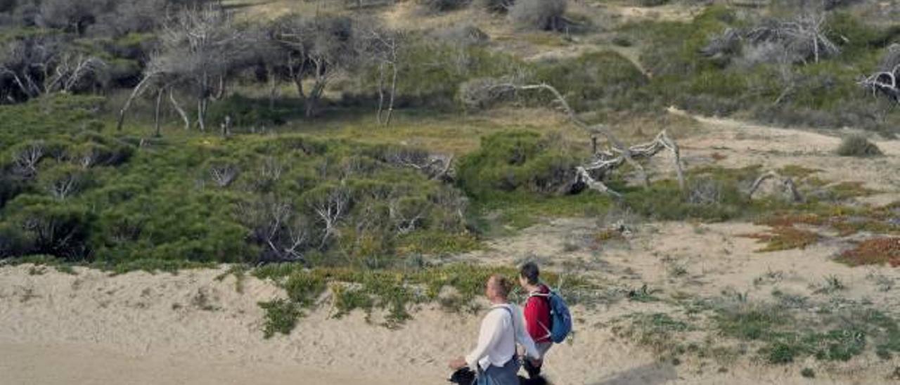 La pinada de la pedanía costera de La Marina, afectada por el plan de protección del Consell.