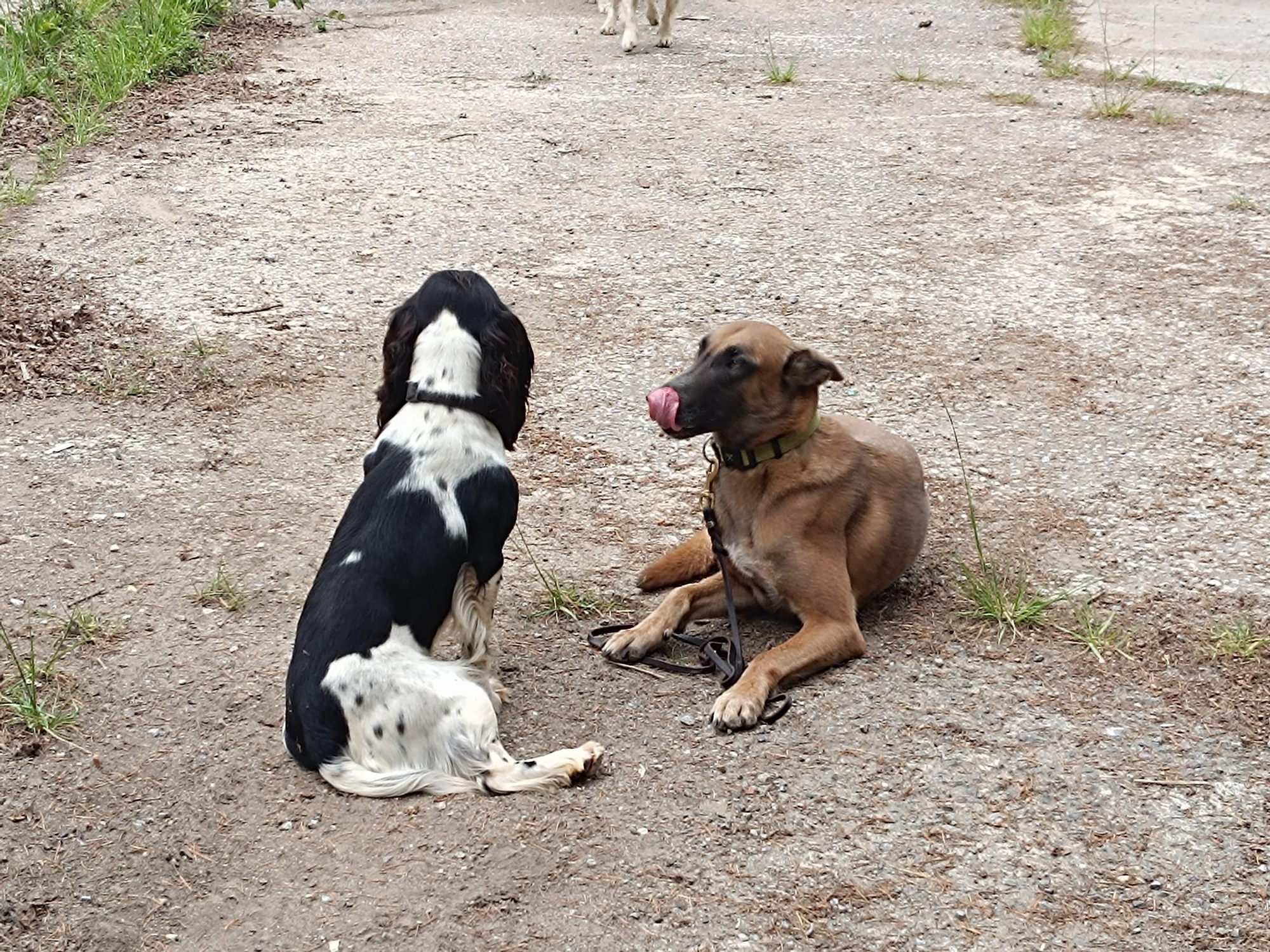 Así entrena la Unidad Canina de Rescate del Principado de Asturias, con sede en La Morgal