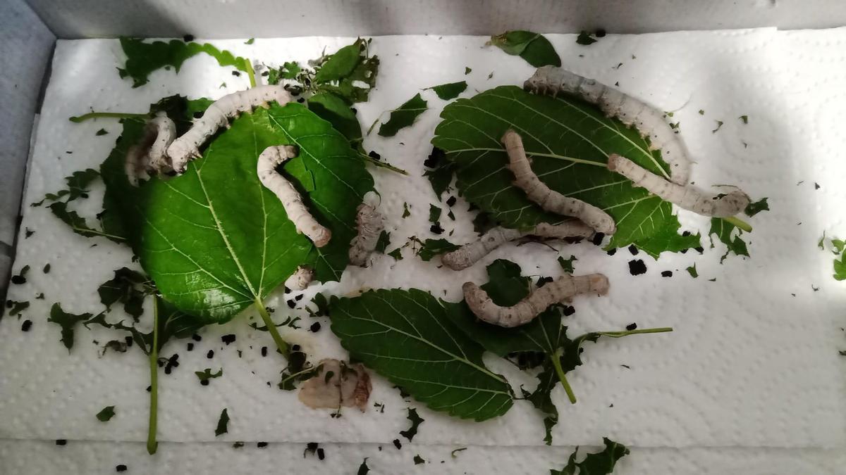 Gusanos de seda en una caja.