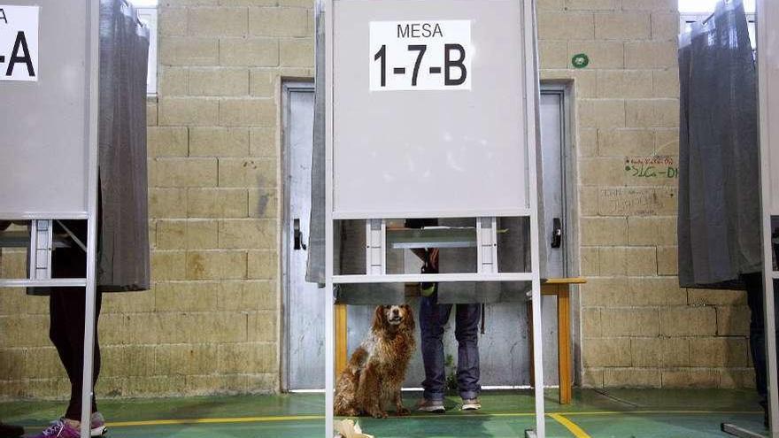 Un votante con su perro en una cabina del colegio electoral del pabellón de Lalín.  // Bernabé/Luismy