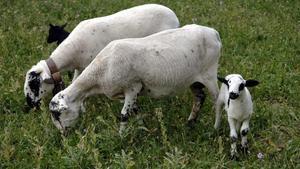 Ovejas pastan en un campo cercano al río Llobregós.