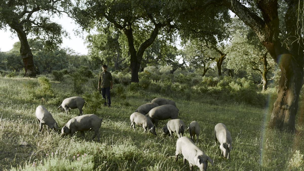 Los jamones Sánchez Romero Carvajal proceden de una ganadería única en el mundo, la del cerdo 100% ibérico.