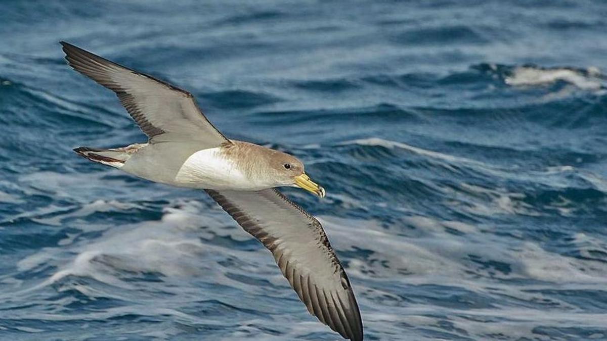 Investigadores de la ULPGC detectan microplásticos en aves marinas grancanarias